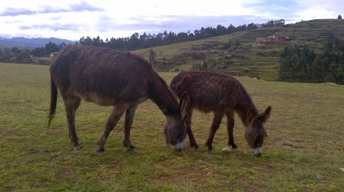 shaggy donkeys.jpg